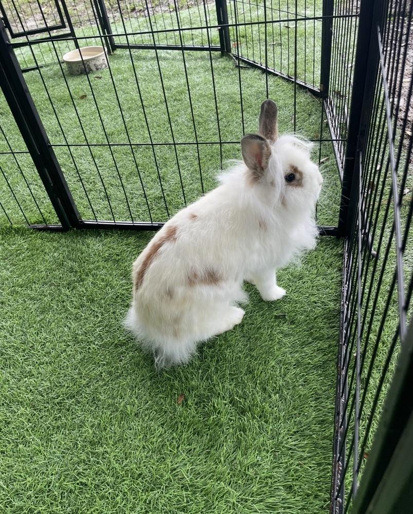 Enlarge Bunita, a Adoptable mixed breed in Naples, FL image 5/6