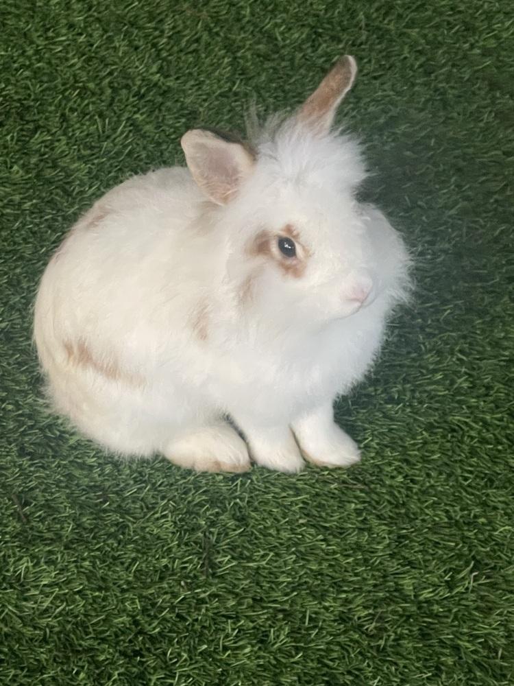 Enlarge Bunita, a Adoptable mixed breed in Naples, FL image 6/6