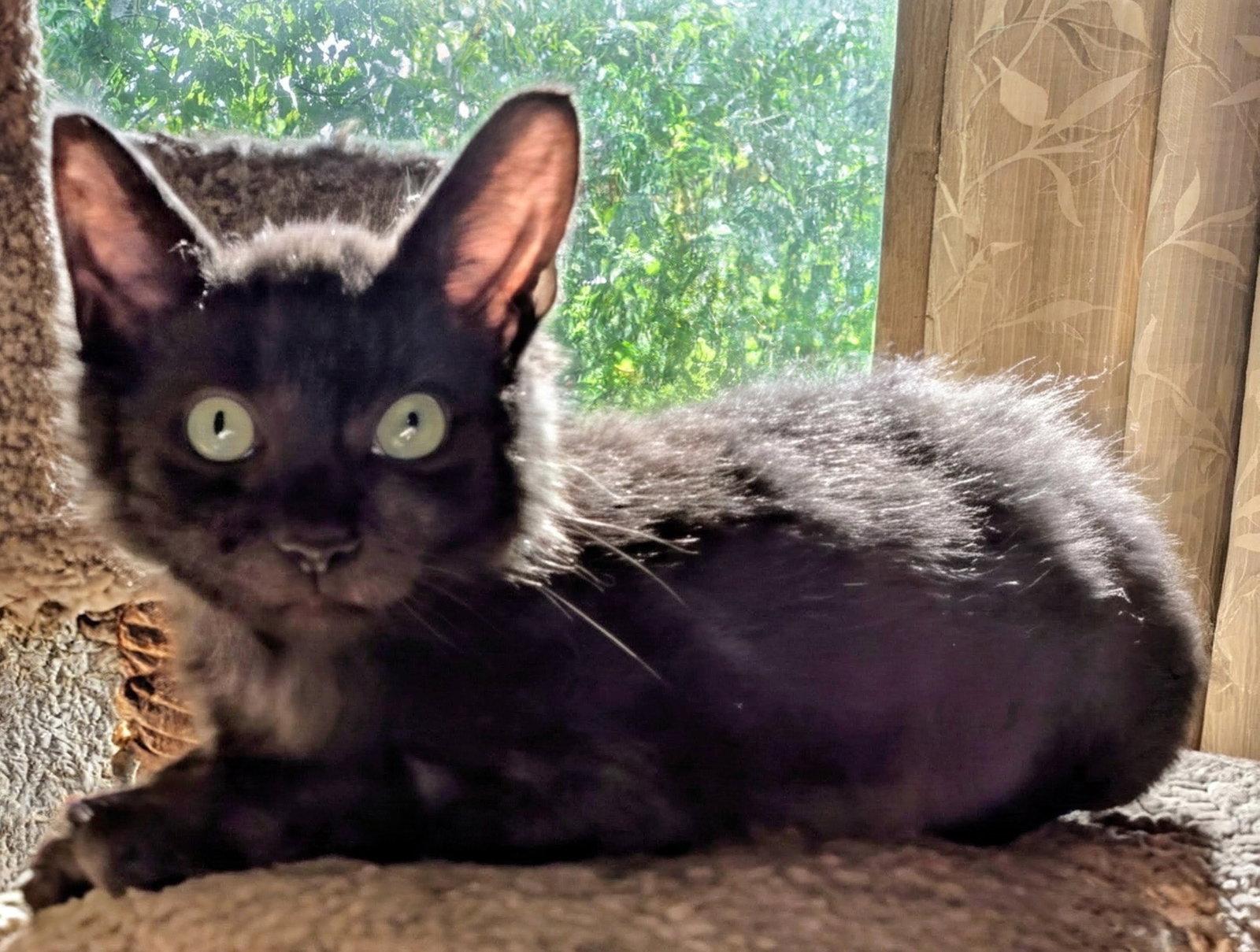 Enlarge EENY (and sibling Miny), a Adoptable Domestic Medium Hair in Hillsboro, OR image 1/2