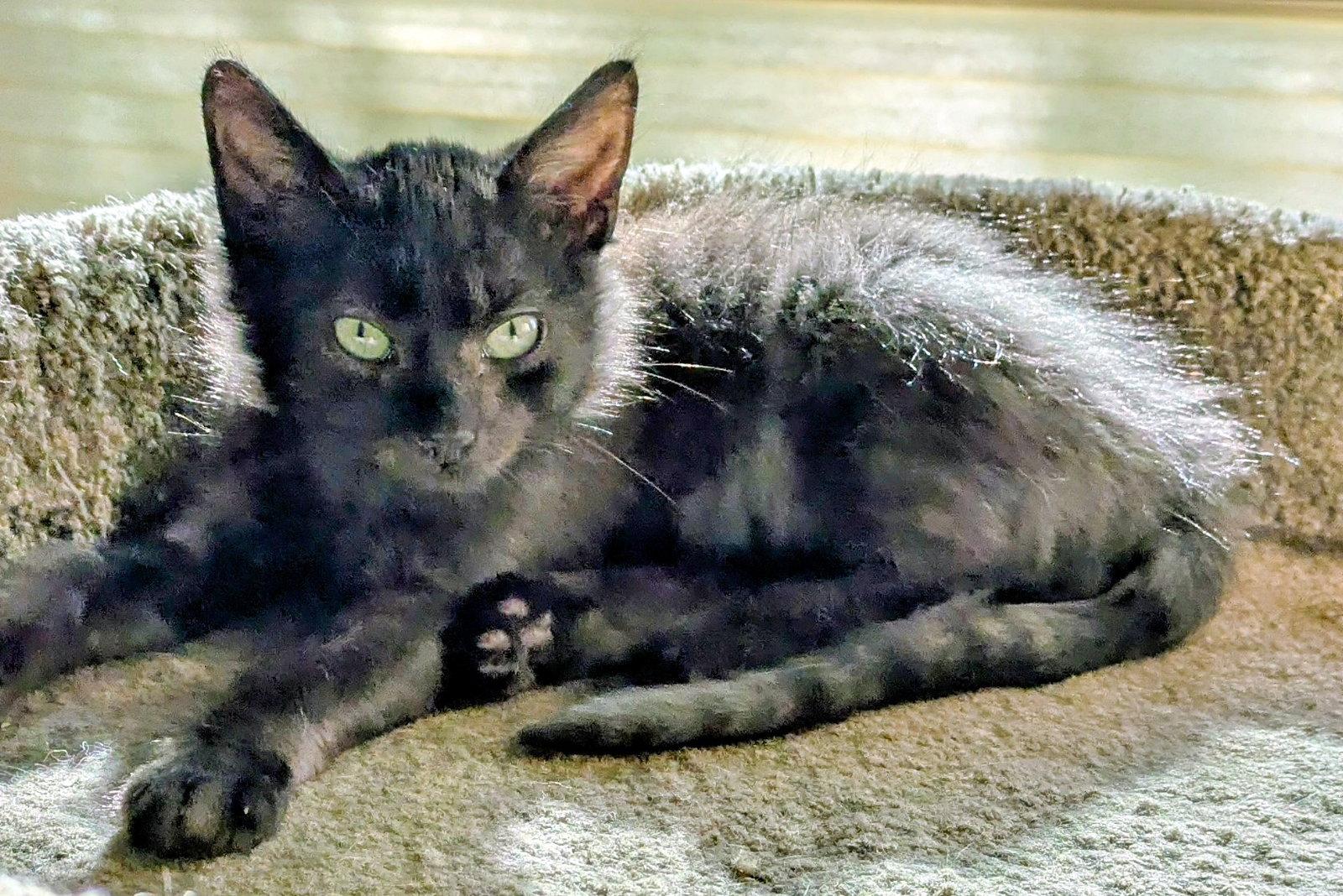 Enlarge EENY (and sibling Miny), a Adoptable Domestic Medium Hair in Hillsboro, OR image 2/2