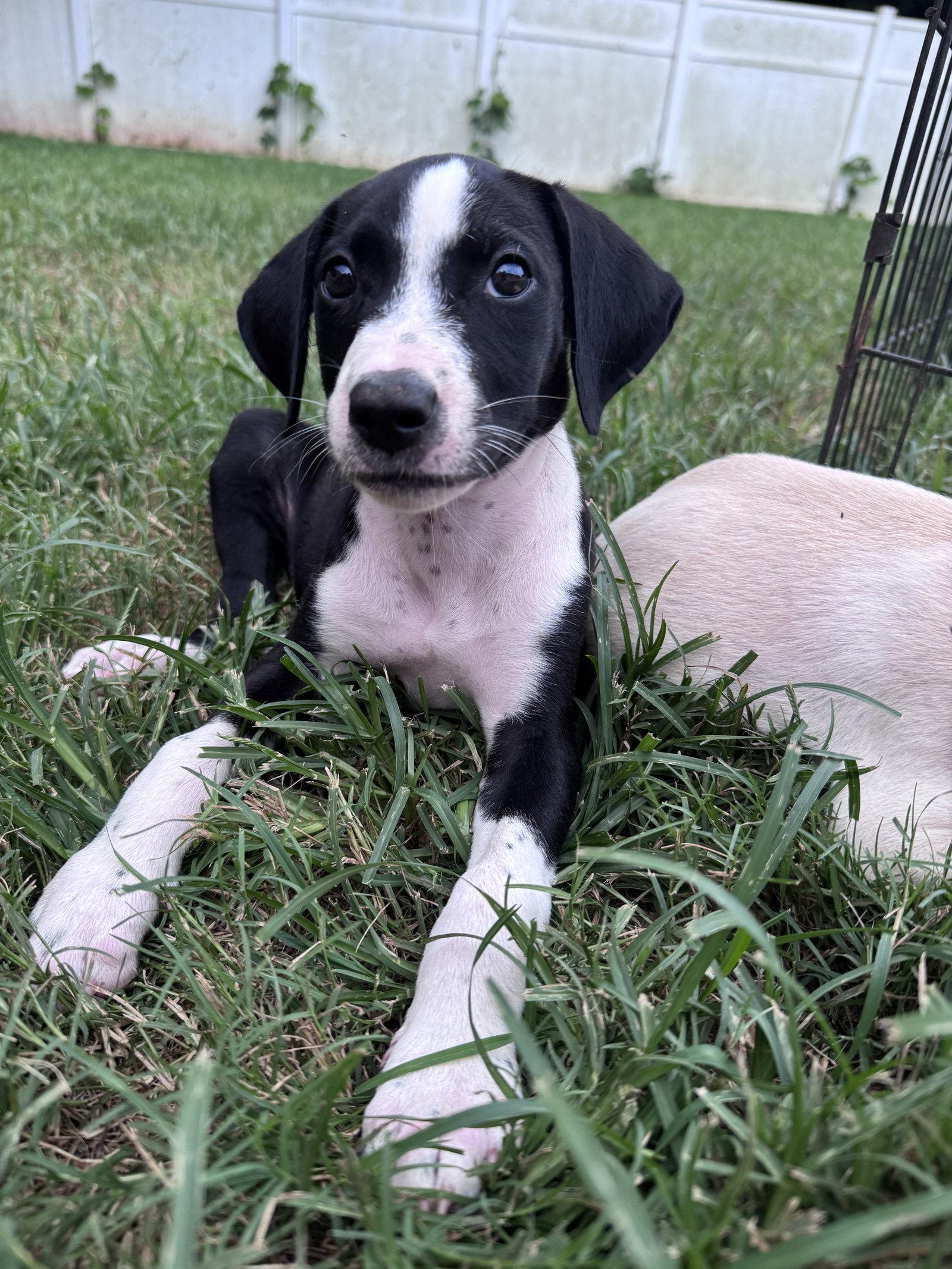 Ammo, Adopted, Young Female Terrier.