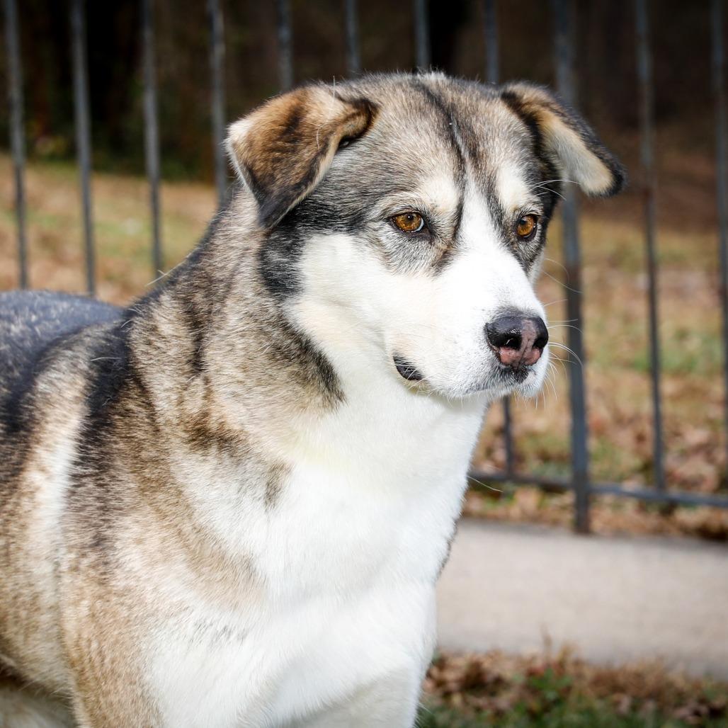 Nanni, a Adoptable mixed breed in Aldie, VA image 1/4