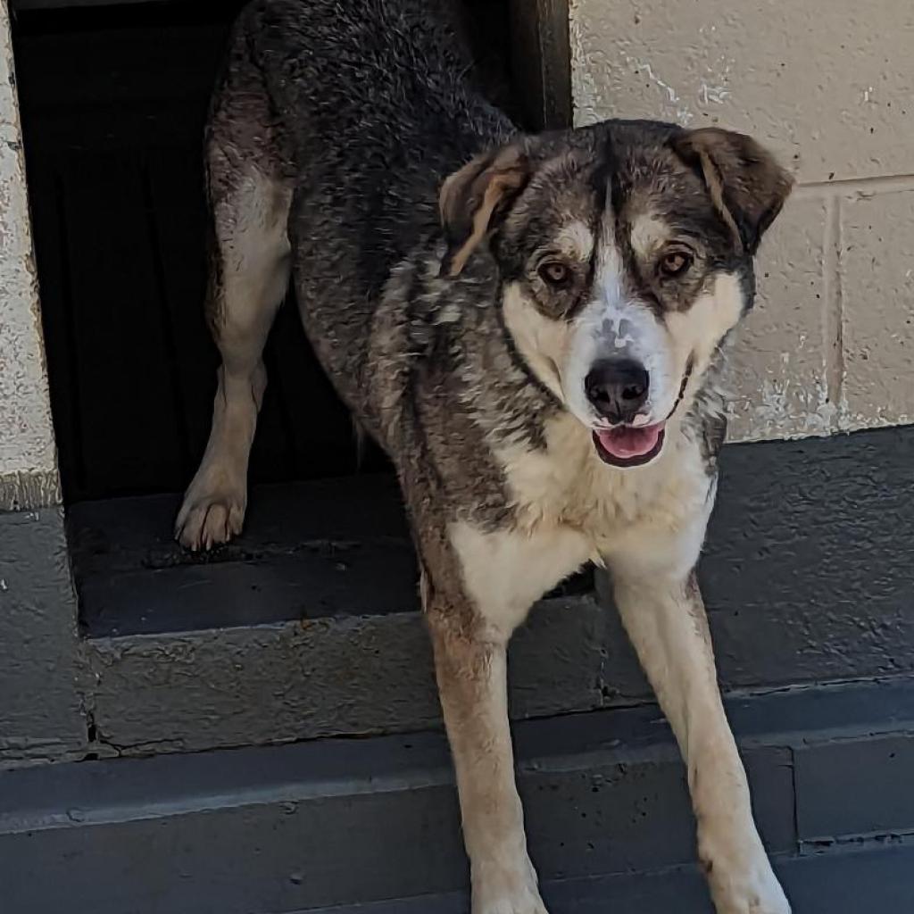 Nanni, a Adoptable mixed breed in Aldie, VA image 2/4