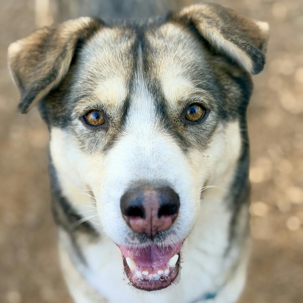 Nanni, a Adoptable mixed breed in Aldie, VA image 2/5