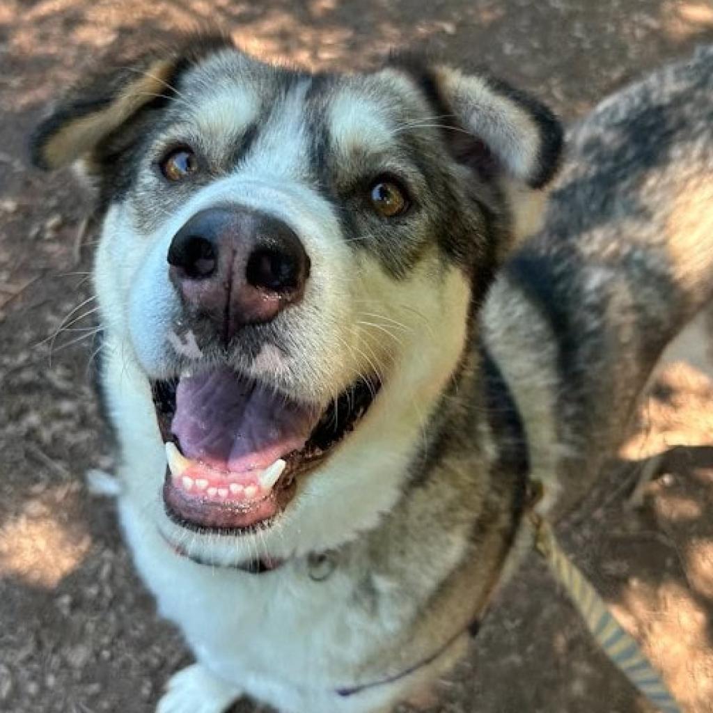 Nanni, a Adoptable mixed breed in Aldie, VA image 3/4