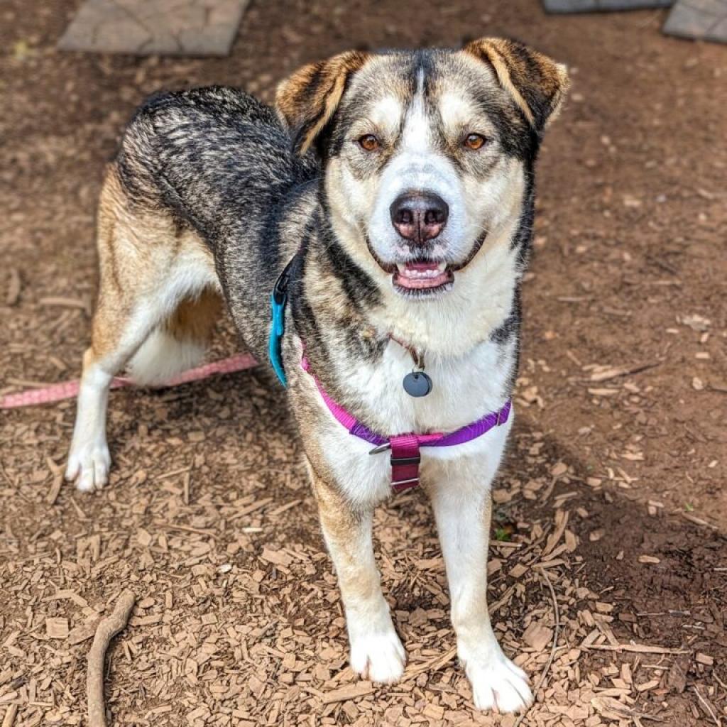 Nanni, a Adoptable mixed breed in Aldie, VA image 4/4