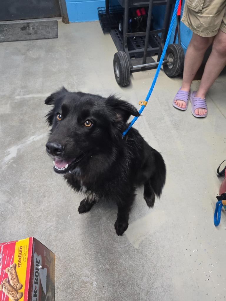 Jazzy, Adoptable, Young Female Border Collie.