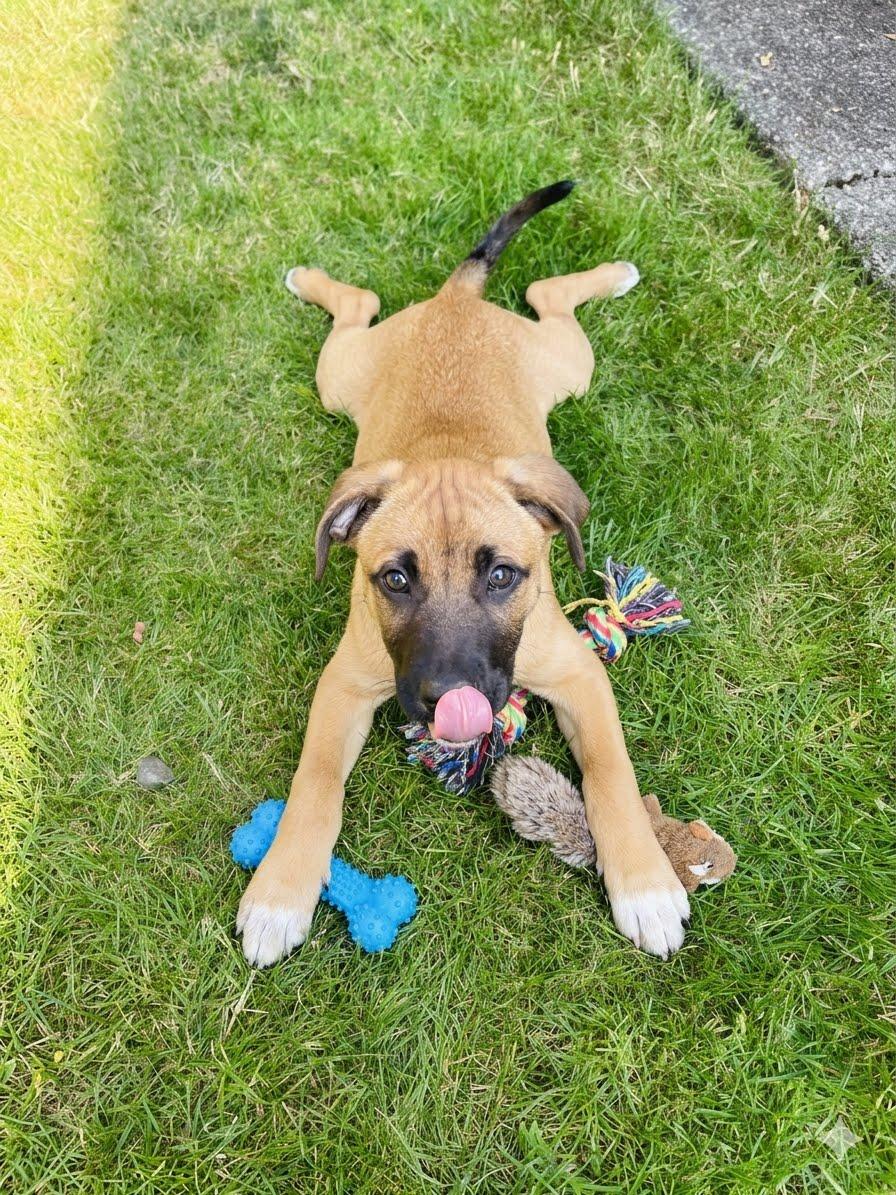 Enlarge Malaga Mariposa, a ADOPTABLE mixed breed in Lacey, WA image 4/5