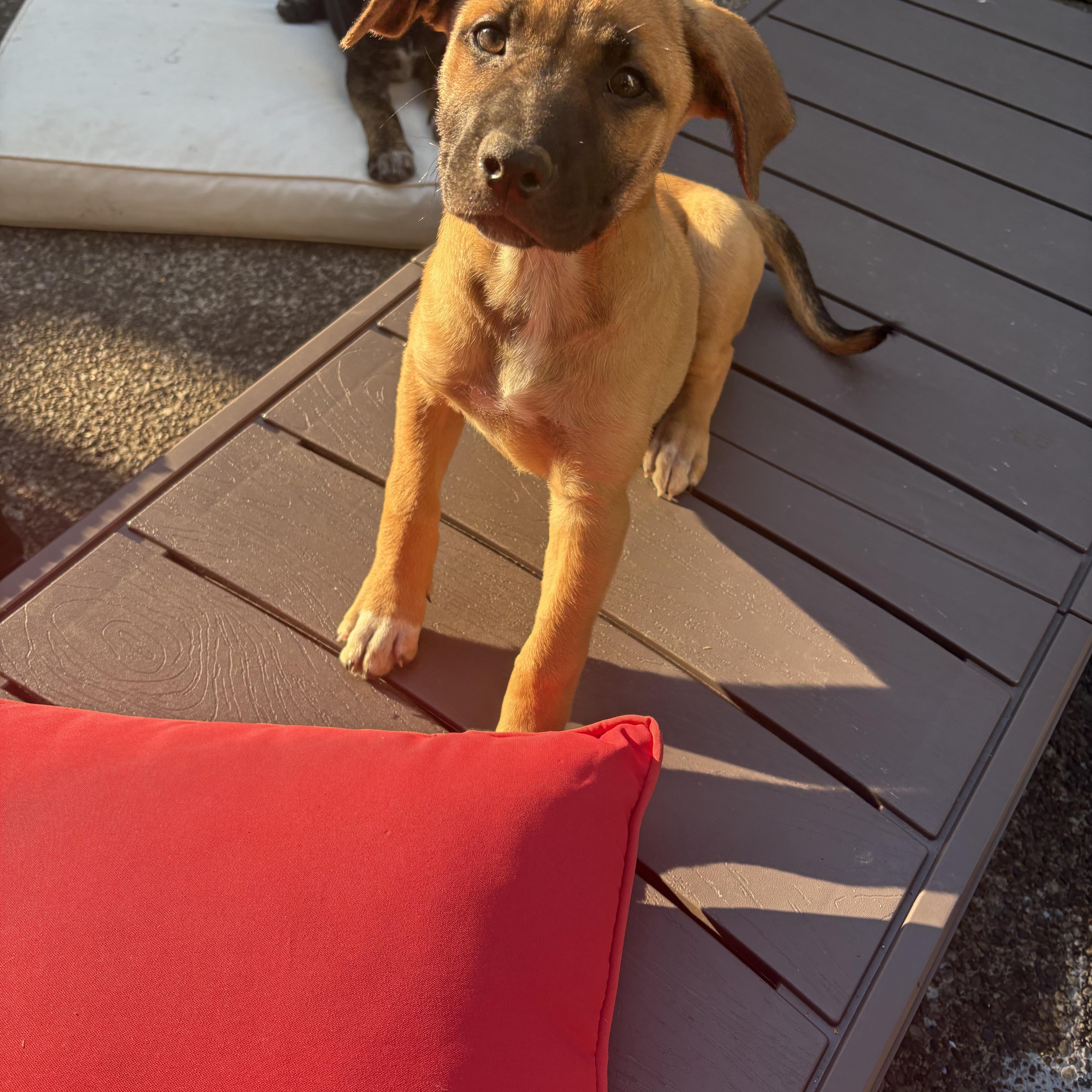 Malaga Mariposa, ADOPTABLE, Puppy Female Labrador Retriever & Shepherd.
