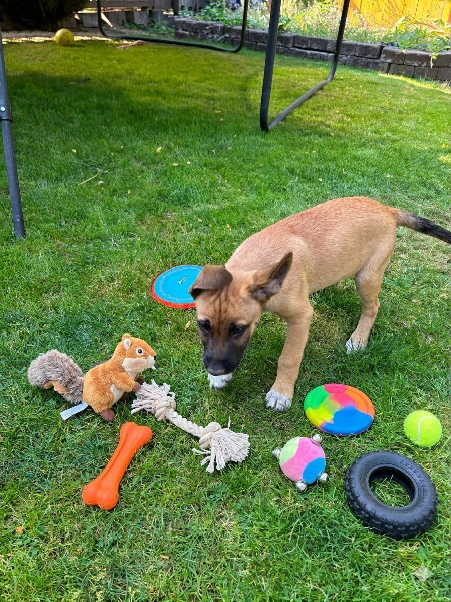 Enlarge Malaga Mariposa, a ADOPTABLE mixed breed in Lacey, WA image 2/5