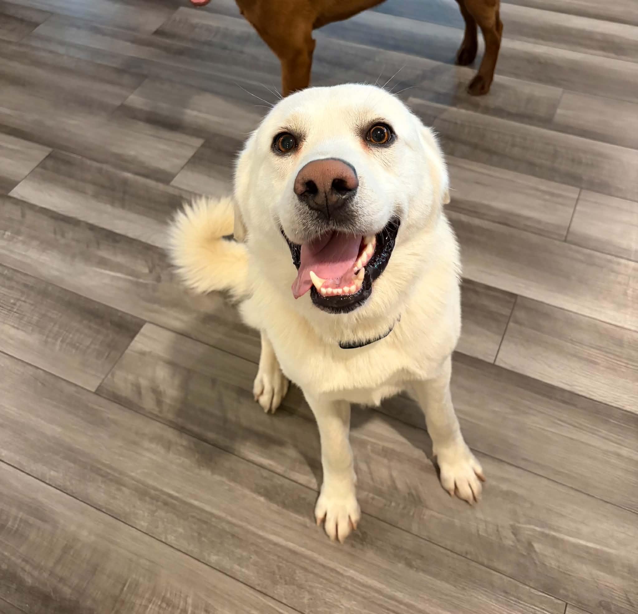 Quince, adopted, Adult Male Labrador Retriever.