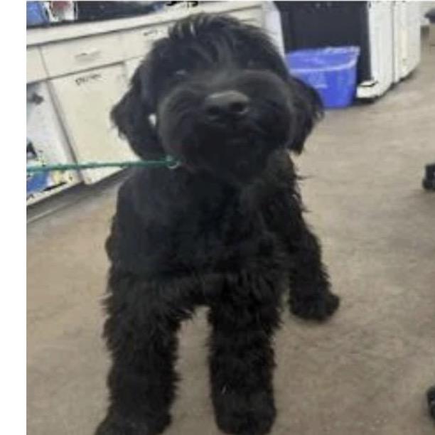 465 (2026) Treasury, Adoptable, Young Female Giant Schnauzer.