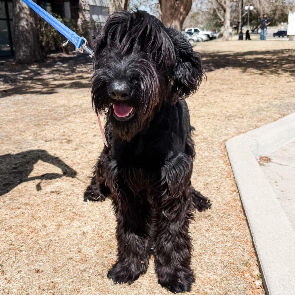 Enlarge 465 (2026) Treasury, a Adoptable Giant Schnauzer in Parker, CO image 2/4