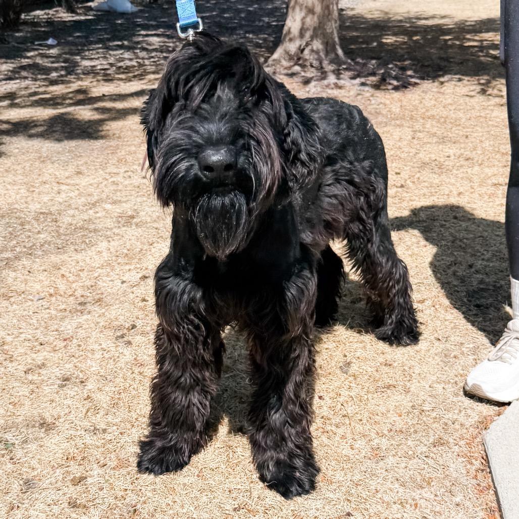 Enlarge 465 (2026) Treasury, a Adoptable Giant Schnauzer in Parker, CO image 3/4