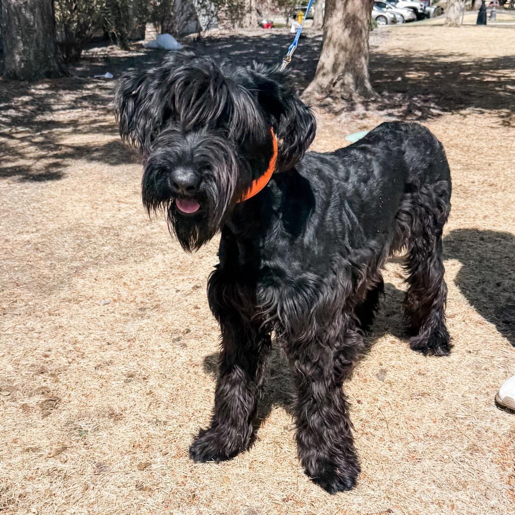 Enlarge 465 (2026) Treasury, a Adoptable Giant Schnauzer in Parker, CO image 4/4