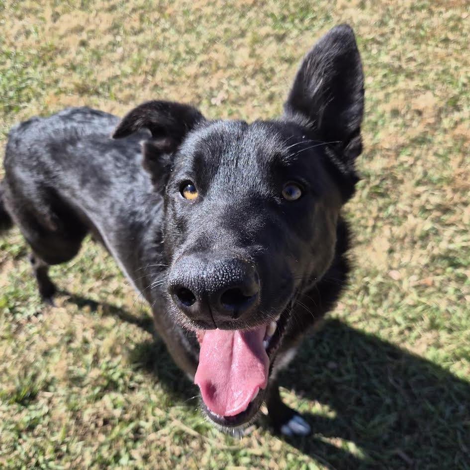 Jack, Adoptable, Adult Male Shepherd & Belgian Shepherd / Malinois.