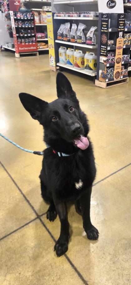 Mickey — thumbnail 2