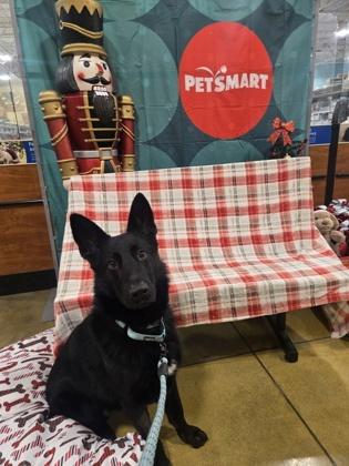 Mickey — thumbnail 3