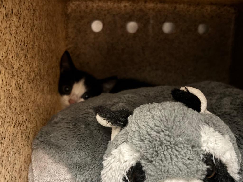 Enlarge Purrari, a Adoptable mixed breed in Powell, OH image 1/2