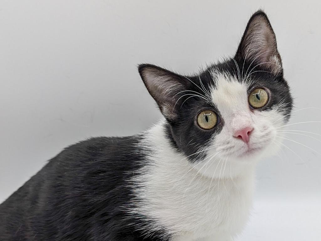 Enlarge Purrari, a Adoptable mixed breed in Powell, OH image 2/2