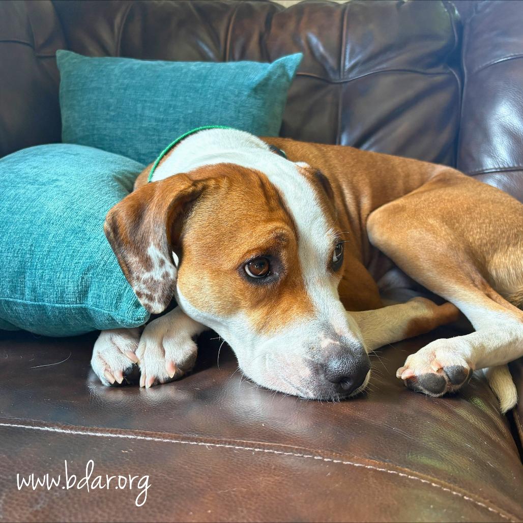 Otis, Adoptable, Adult Male Coonhound & Mixed Breed.