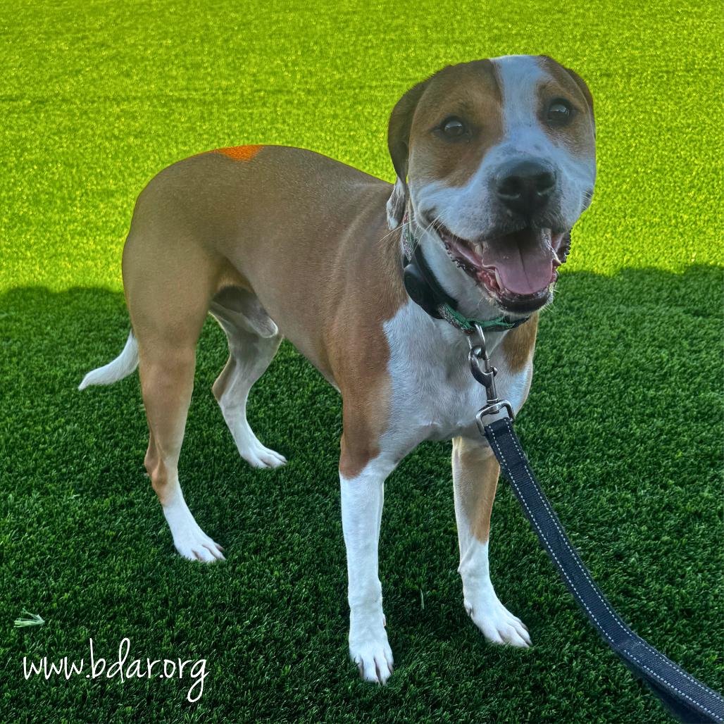 Enlarge Otis, a Adoptable mixed breed in Cheyenne, WY image 2/3