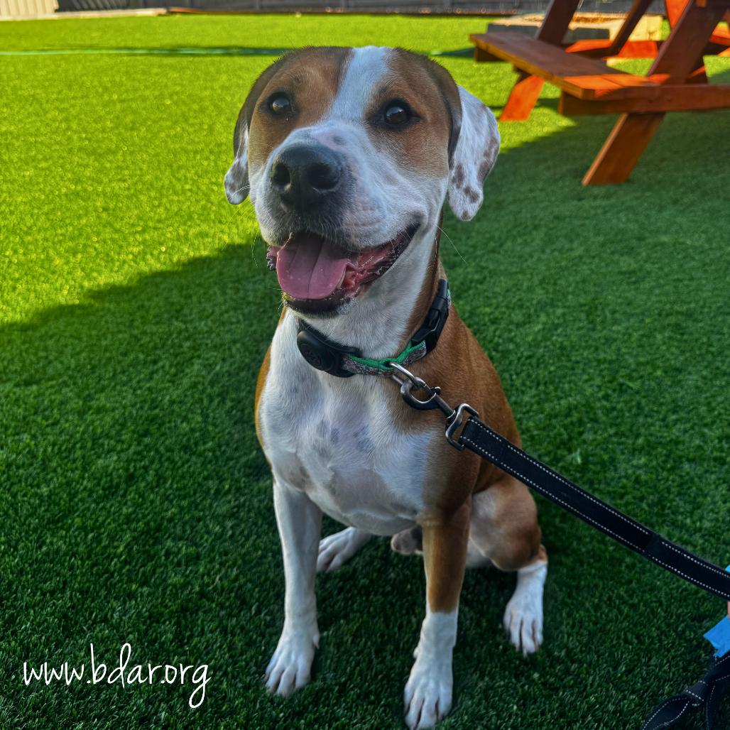 Enlarge Otis, a Adoptable mixed breed in Cheyenne, WY image 3/3
