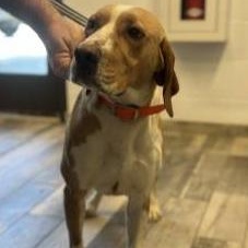 Rocko, ADOPTABLE, Adult Male Hound.