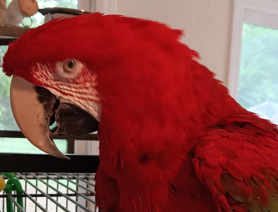 Enlarge Oliver, a Adoptable Macaw in Charlotte, NC image 3/3