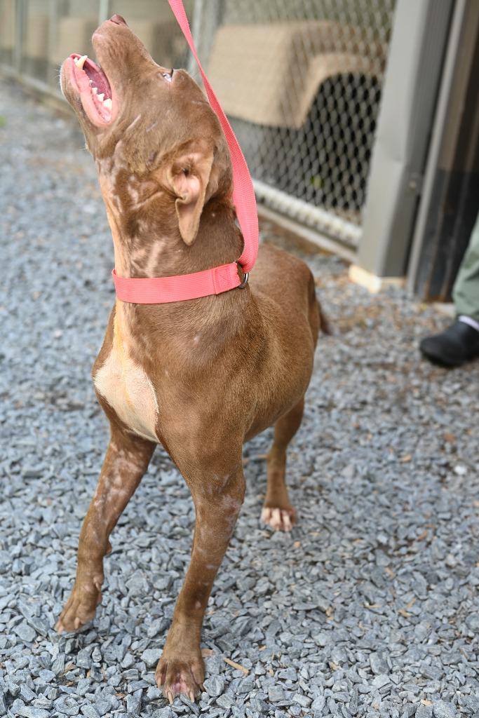Enlarge Sue, a Adoptable Pit Bull Terrier in Mount Gilead, NC image 1/6