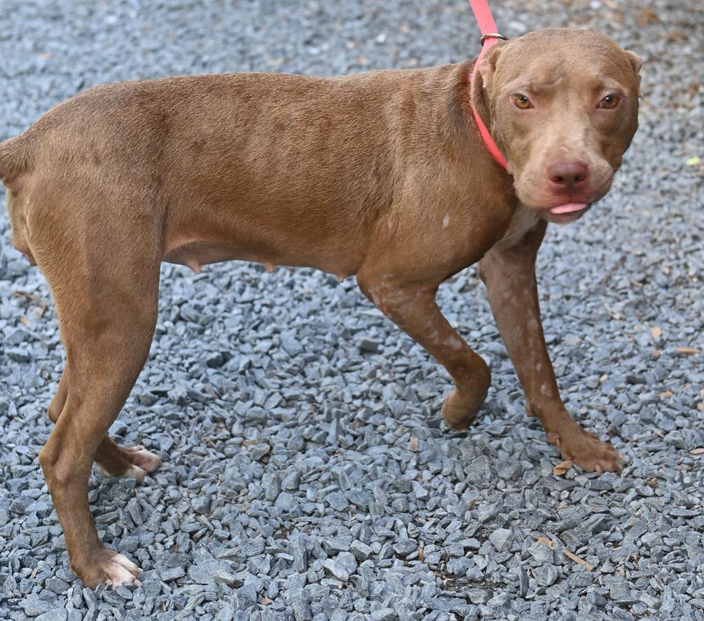 Enlarge Sue, a Adoptable Pit Bull Terrier in Mount Gilead, NC image 1/6