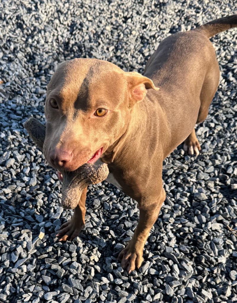 Enlarge Sue, a Adoptable Pit Bull Terrier in Mount Gilead, NC image 3/6