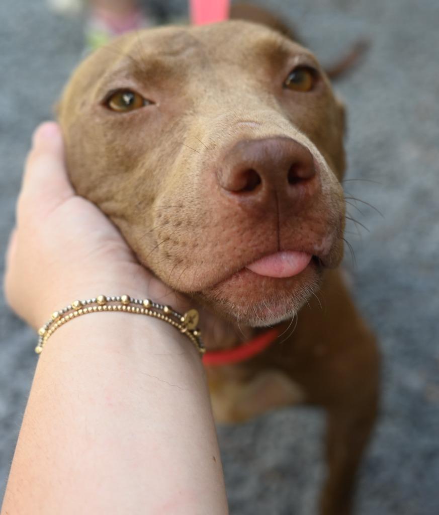 Enlarge Sue, a Adoptable Pit Bull Terrier in Mount Gilead, NC image 4/6