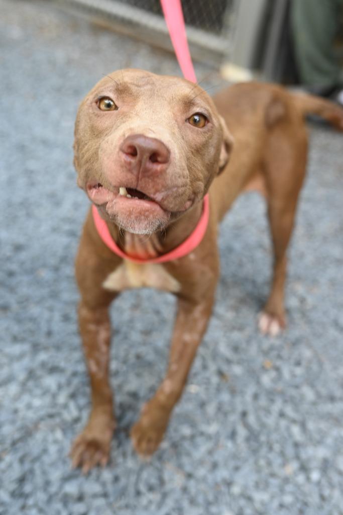 Enlarge Sue, a Adoptable Pit Bull Terrier in Mount Gilead, NC image 5/6