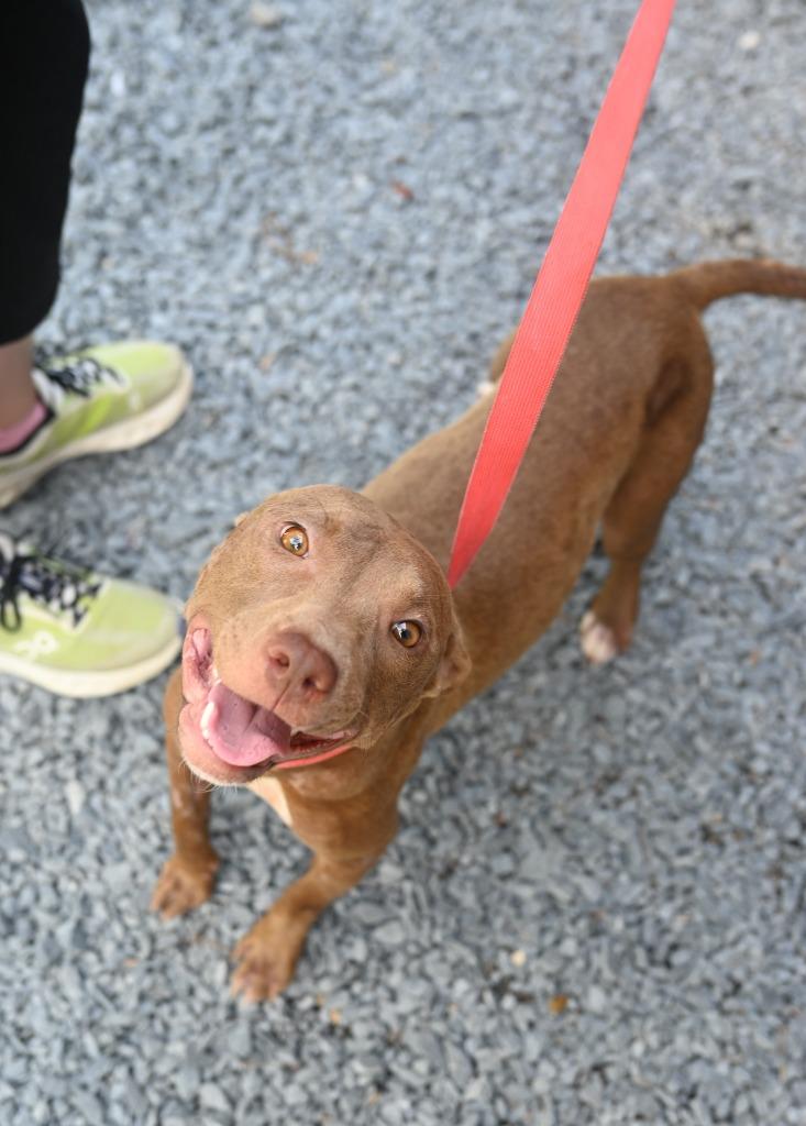 Enlarge Sue, a Adoptable Pit Bull Terrier in Mount Gilead, NC image 4/6