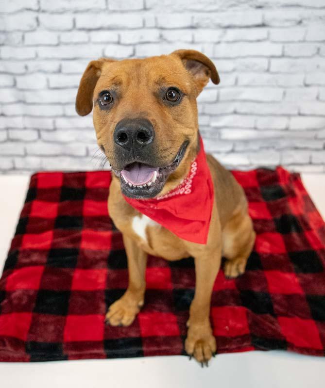 Enlarge Wilson, an adoptable mixed breed in Kennesaw, GA image 2/6