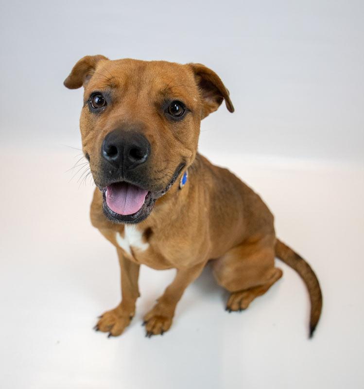 Enlarge Wilson, an adoptable mixed breed in Kennesaw, GA image 6/6