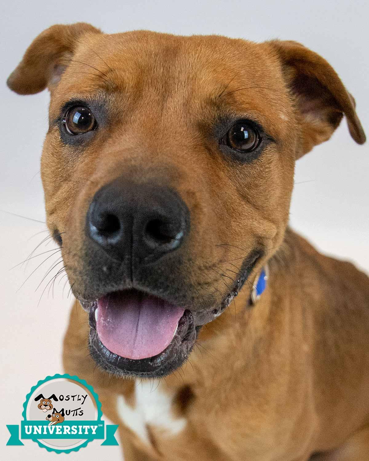Enlarge Wilson, an adoptable mixed breed in Kennesaw, GA image 1/6