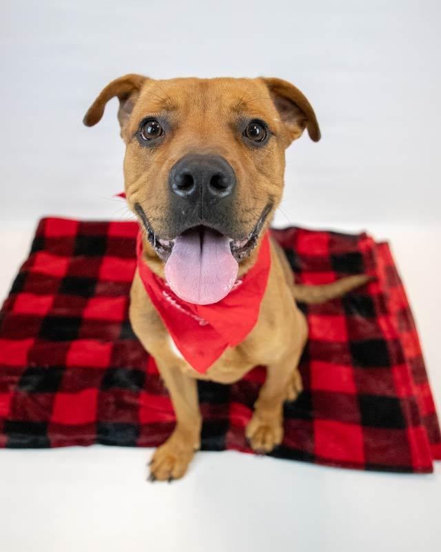 Enlarge Wilson, an adoptable mixed breed in Kennesaw, GA image 3/6