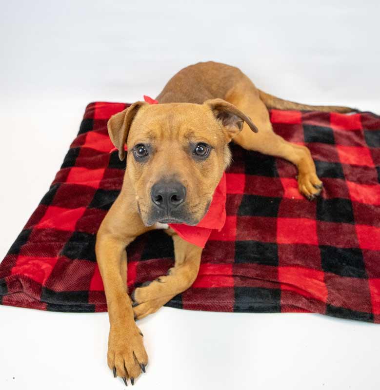 Enlarge Wilson, an adoptable mixed breed in Kennesaw, GA image 4/6