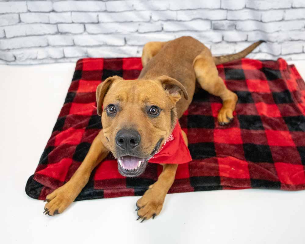 Enlarge Wilson, an adoptable mixed breed in Kennesaw, GA image 5/6