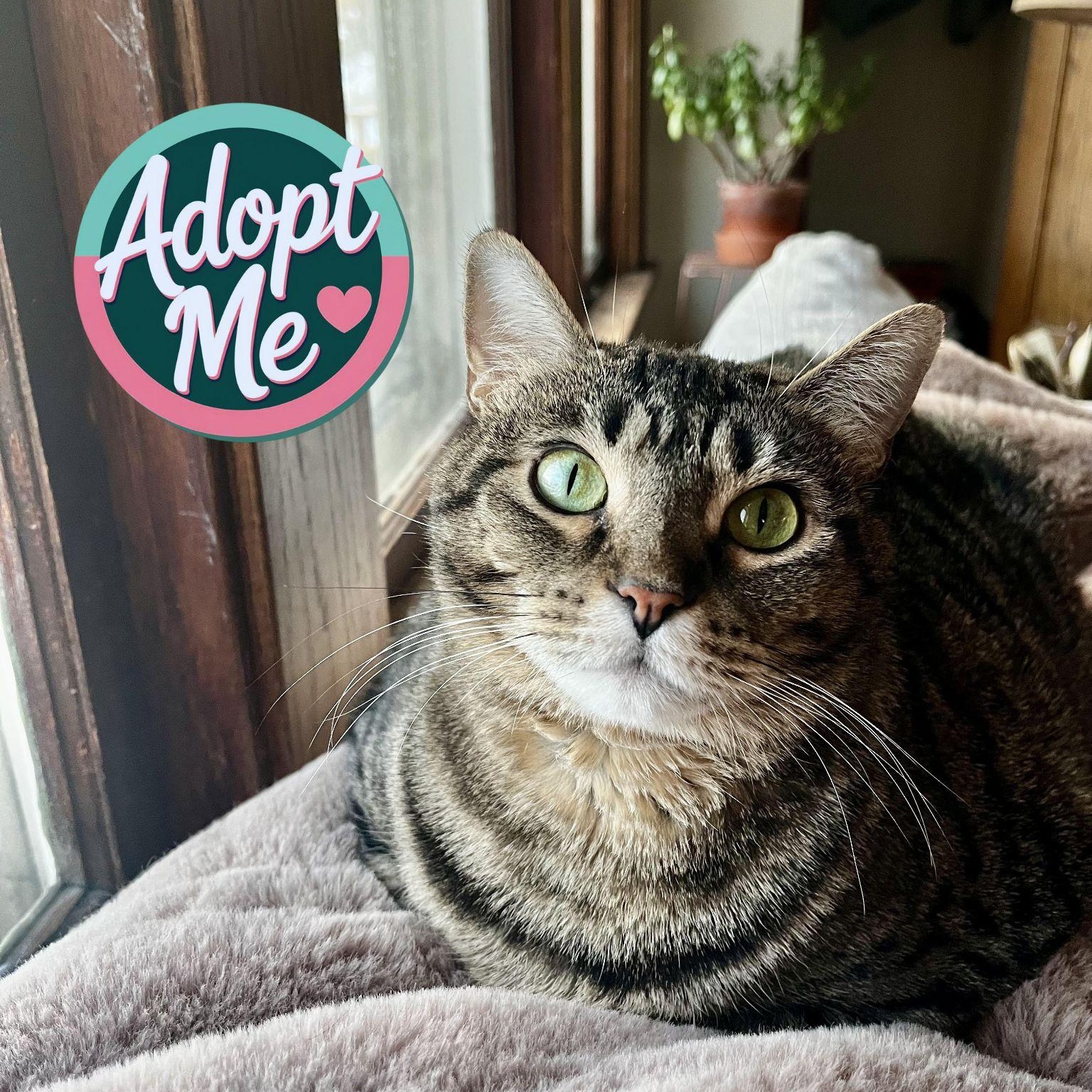 Yuki, Adult Female Domestic Short Hair