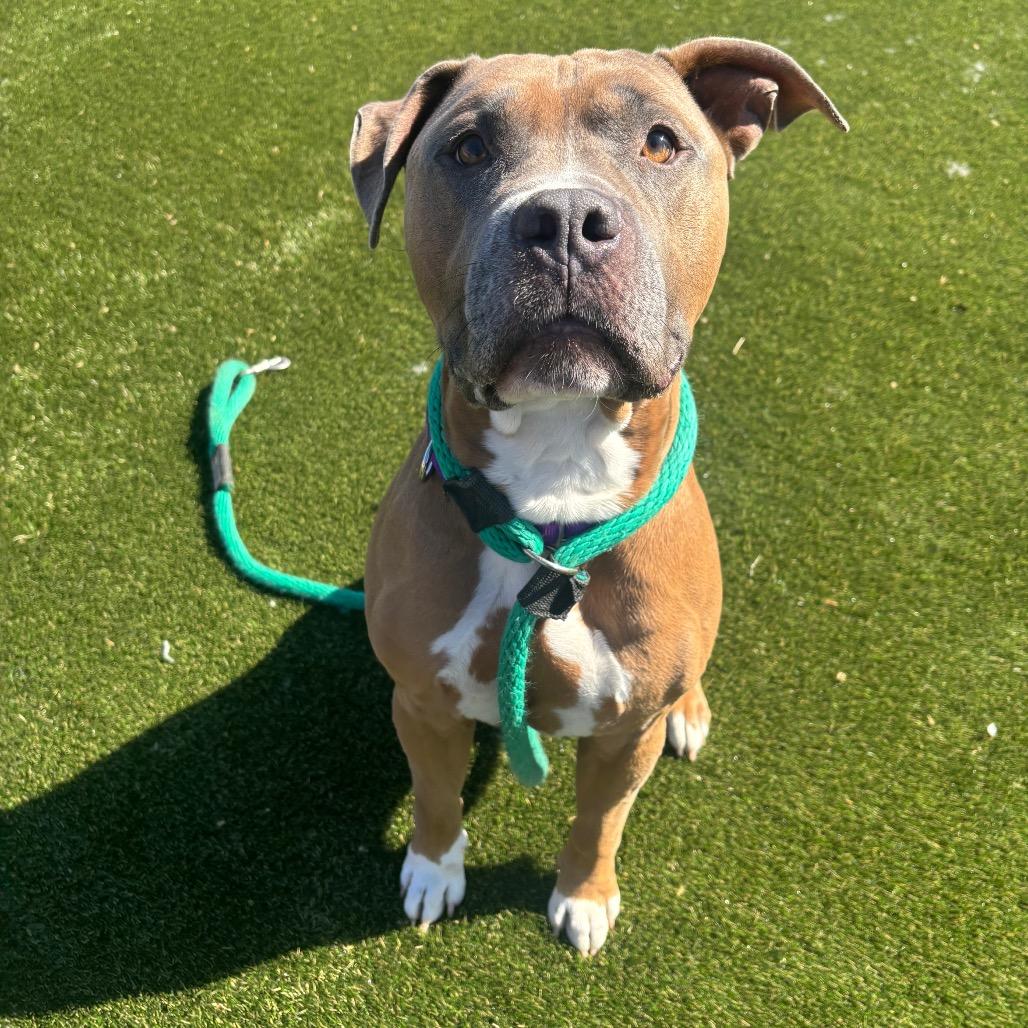 The Situation, ADOPTABLE, Adult Male American Staffordshire Terrier.