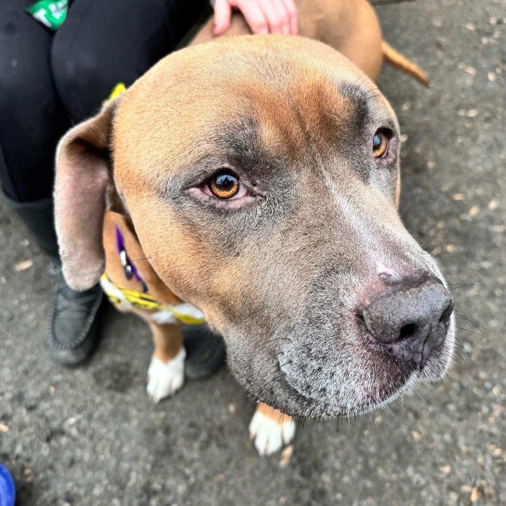 Enlarge The Situation, a ADOPTABLE mixed breed in Philadelphia, PA image 3/3