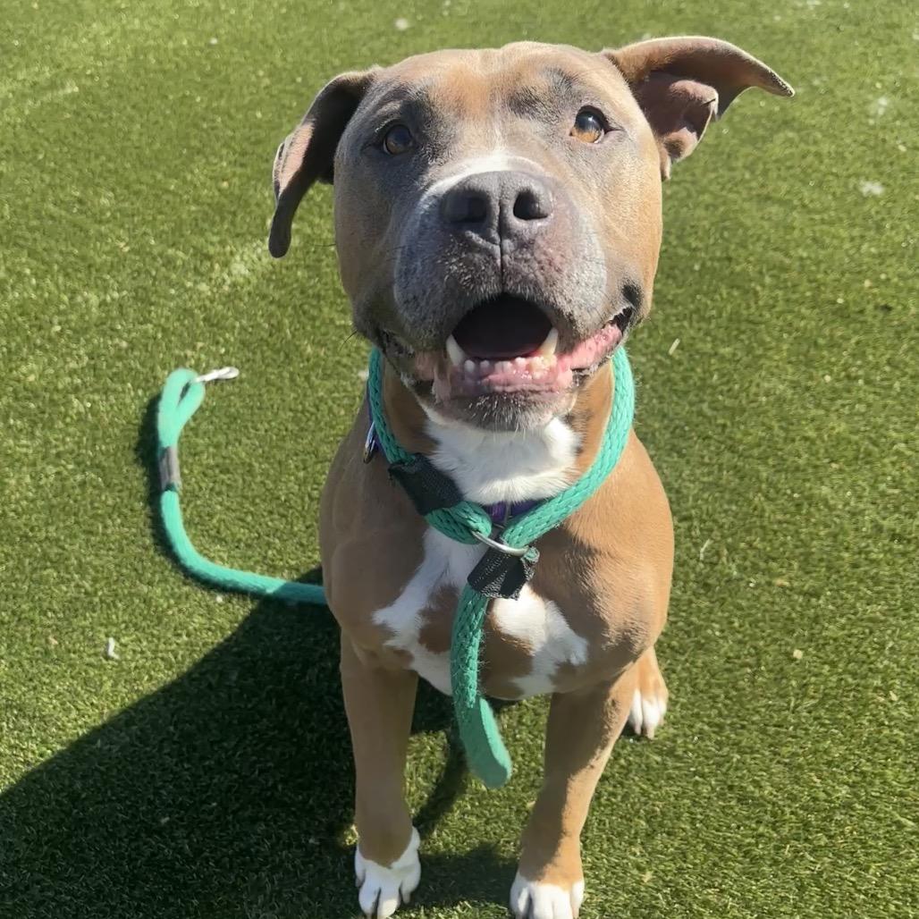 Enlarge The Situation, a ADOPTABLE mixed breed in Philadelphia, PA image 2/3