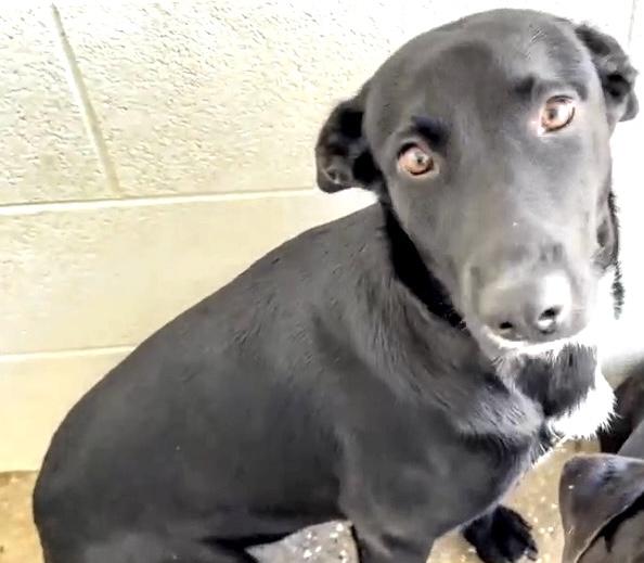 TRINITY, Adoptable, Young Female Labrador Retriever & Mixed Breed.