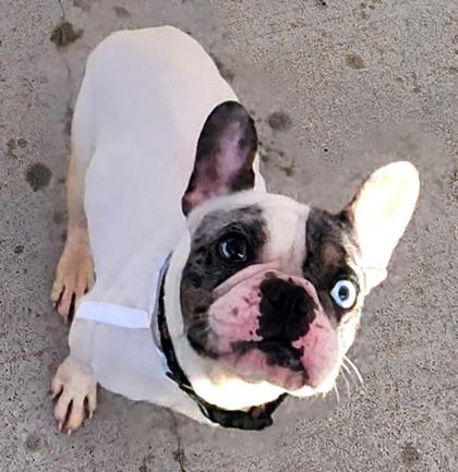 Casper, a Adoptable mixed breed in East Brookfield, MA image 1/3