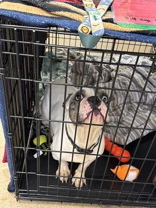 Casper, a Adoptable mixed breed in East Brookfield, MA image 3/3