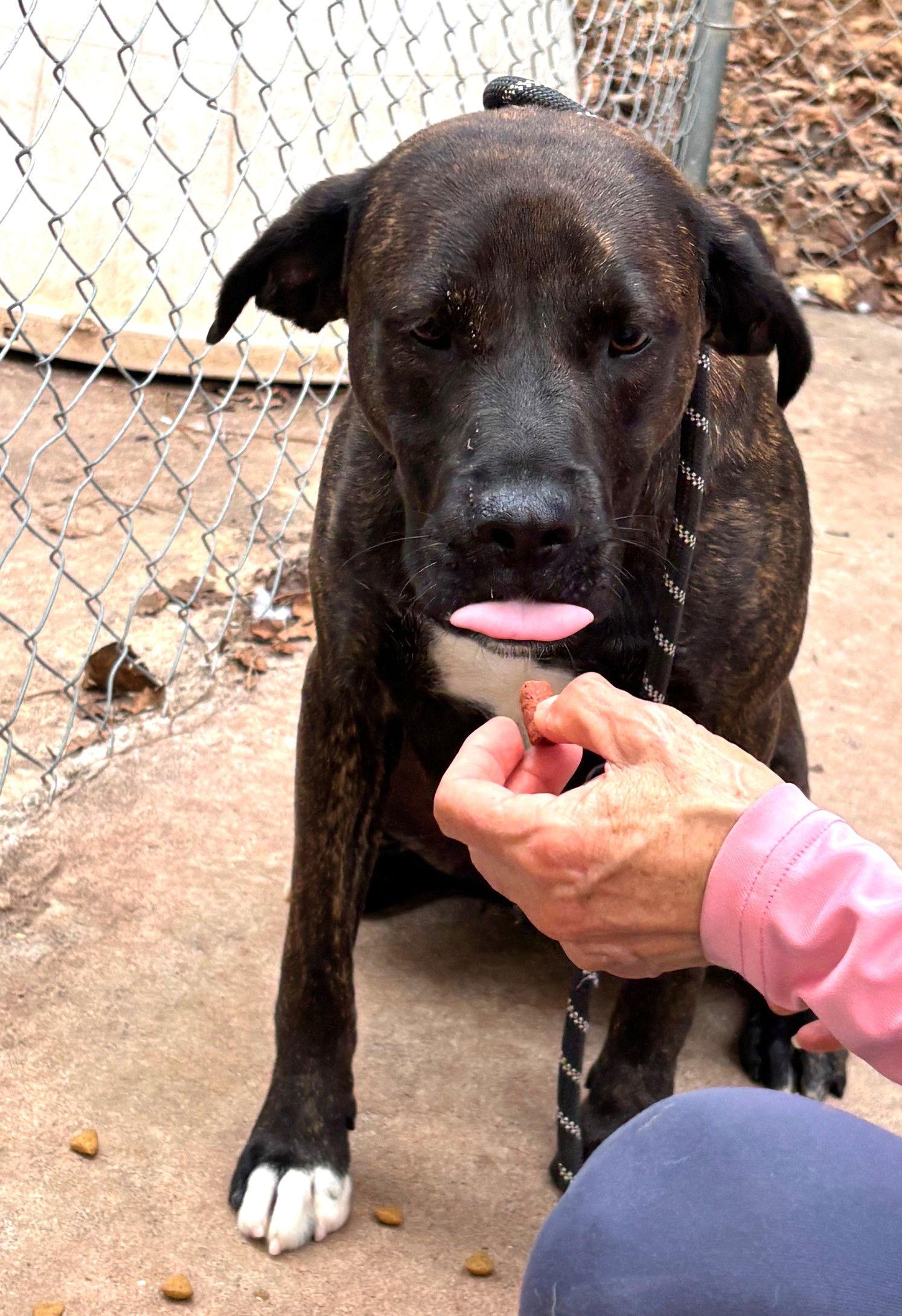 Hercules, a Adoptable Hound in Carrollton, GA image 1/3
