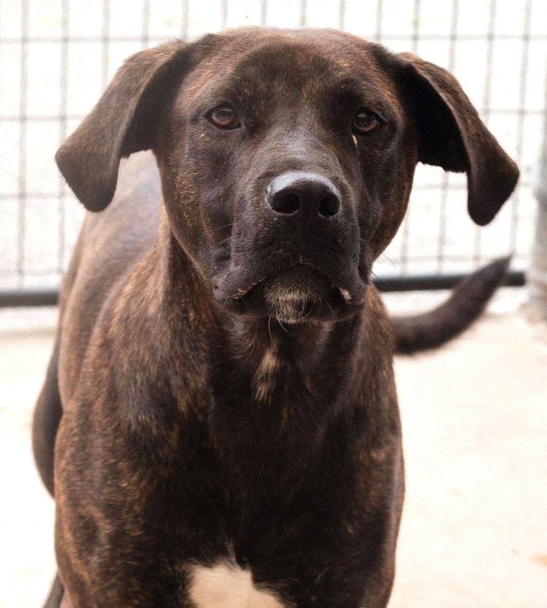 Hercules, a Adoptable Hound in Carrollton, GA image 2/3